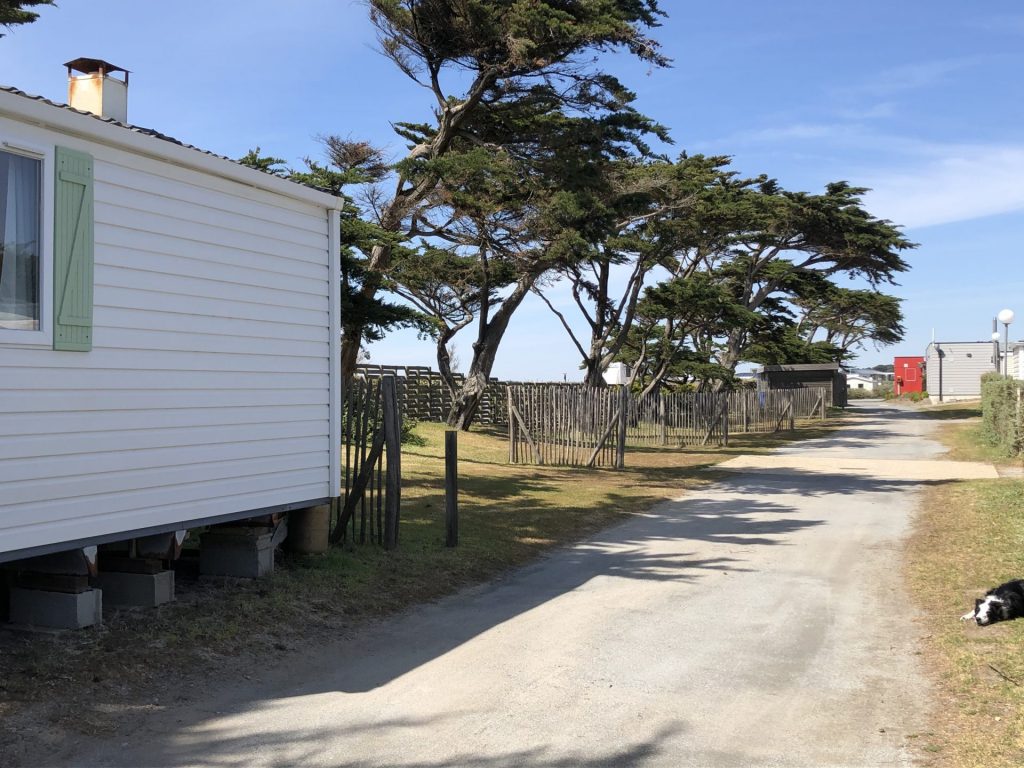 Camping La Falaise : Allée Ombre